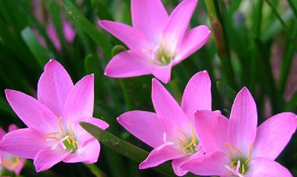 Hoa tóc tiên (Bài đọc hiểu tiếng Việt lớp 4 - đề số 17). 